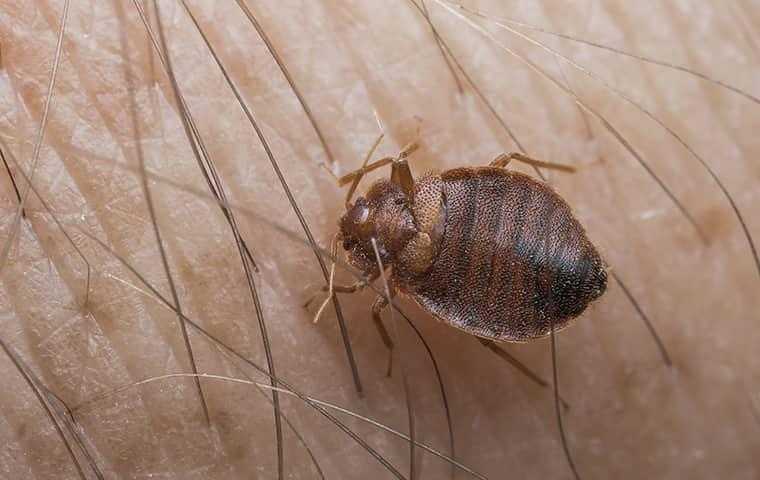 bedbug on skin