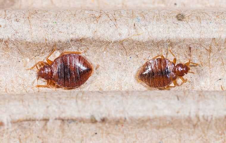 bedbug on boxspring in el centro california