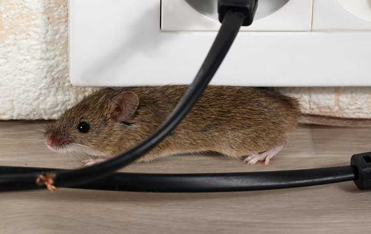 house mouse near chewed wires